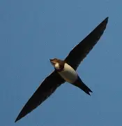 雨燕足球直播免费视频直播_(雨燕足球直播免费视频直播006v922官网)  第2张