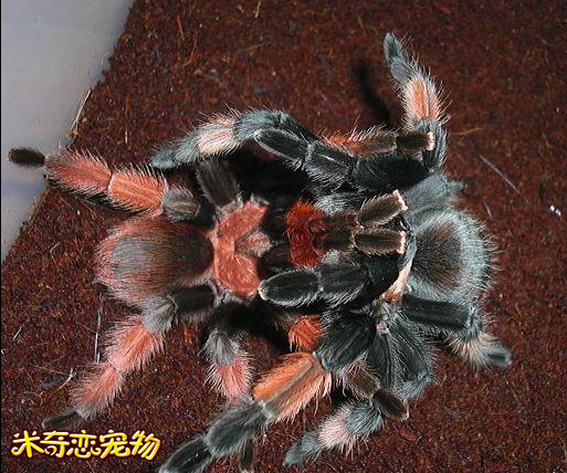 nba无插件直播在线观看蜘蛛_(nba无插件直播在线观看102)  第1张